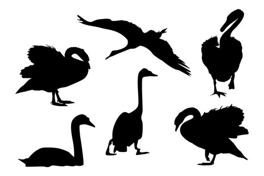 Set of black swans silhouette isolated on white background. Collection of different shape swans in a flat style. Birds for wallpaper, pattern fills, webpage, fabric print, postcards. Stock vector
