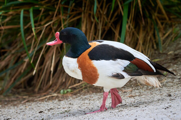 Common shelduck in natural habitat  (Tadorna tadorna)