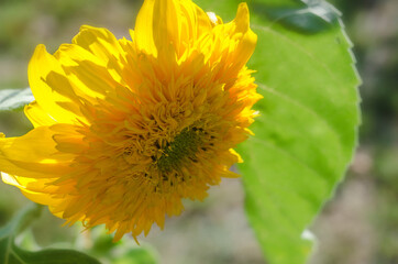 yellow decorative sunflower flower in the garden, decorative sunflower  close up