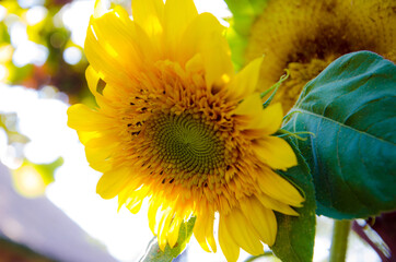 Naklejka premium yellow decorative sunflower flower in the garden, decorative sunflower close up
