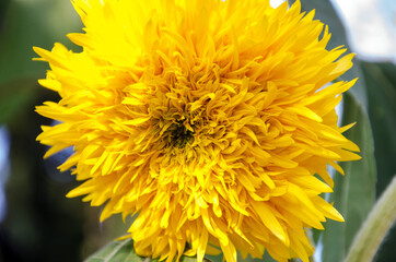 yellow decorative sunflower flower in the garden, decorative sunflower  close up