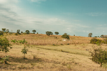 Fototapeta na wymiar A dry maize farm landscape in Morogoro Tanzania