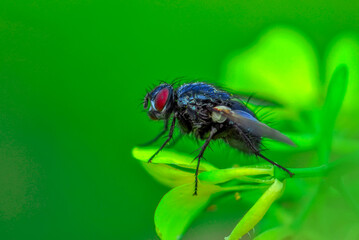 Macro shot of a   fly in the garden