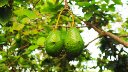 The 8th avocado species in the avocado breeding park, Tak, Thailand