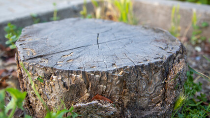 stump in the woods