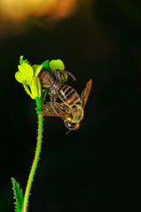 Beautiful Crab spider feasting on bee. Macro photo