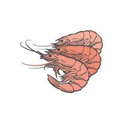 vector sketch shrimp underwater animal sea food