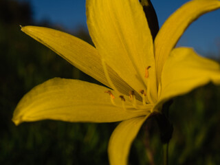 Yellow daylily flower (hemerocallis) 