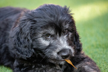 A Groodle Puppy - an oodle of sorts