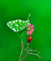 Closeup beautiful butterfly sitting on the flower in a summer garden

