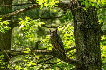Female Great horned owl  watches its young that have left the nest