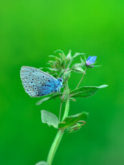 Closeup beautiful butterfly sitting on the flower in a summer garden

