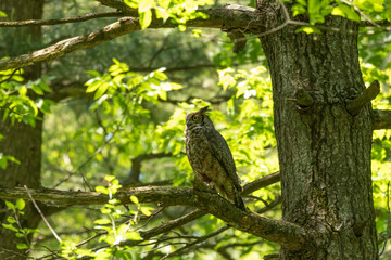Female Great horned owl  watches its young that have left the nest