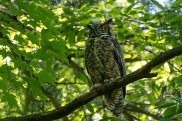 Female Great horned owl  watches its young that have left the nest