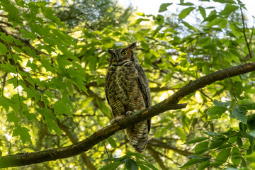 Female Great horned owl  watches its young that have left the nest