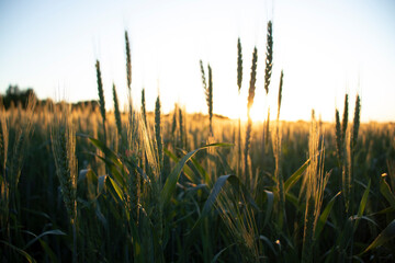 wheat field at sunset