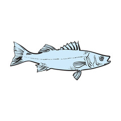 vector sketch sea bass fish underwater animal food