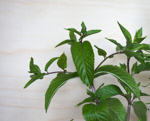 peppermint plant (Mentha piperita) © Claudio Divizia