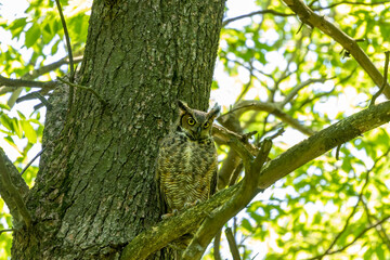 Female Great horned owl  watches its young that have left the nest
