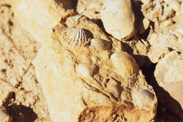 fossilized Cretaceous Aquatic animals