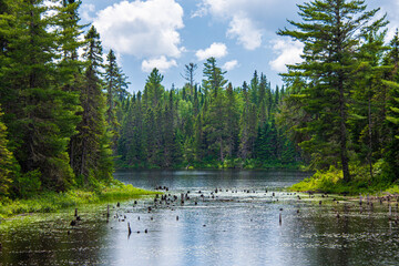 Naklejka premium Nice lake in summer in Quebec, Canada