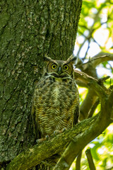 Female Great horned owl  watches its young that have left the nest
