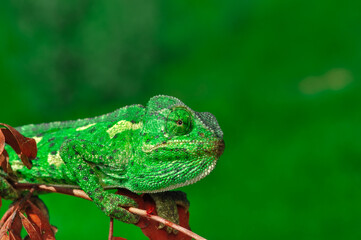 Macro shots, Beautiful nature scene green chameleon 