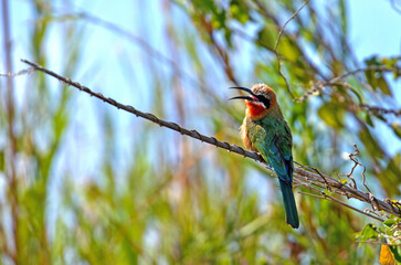 Weißstirnspint oder Bienenfresser am Ufer des Okavango River In Botswana