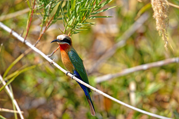 Weißstirnspint oder Bienenfresser am Ufer des Okavango River In Botswana