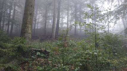 Widok na drzewa w lecie w mgle - obrazy, fototapety, plakaty