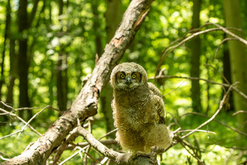 Young great horned owl, in state park. The young owl, which left the nest prematurely, hides on the ground.