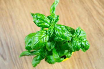 fresh basil leaf on a wooden background