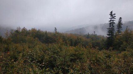 Widok na las z drzewami w mgle