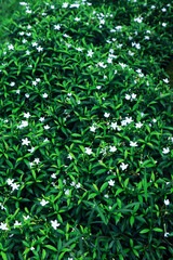 Green leaf with white flower pattern for background