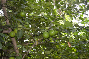 green Lime on a tree