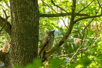 Female Great horned owl  watches its young that have left the nest