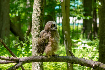 Young great horned owl, in state park. The young owl, which left the nest prematurely, hides on the ground.