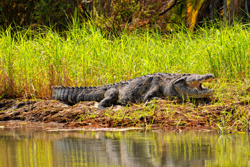 Krokodil am Ufer des Okavango River in Botswana