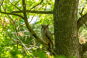 Female Great horned owl  watches its young that have left the nest