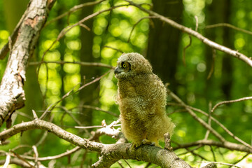 Young great horned owl, in state park. The young owl, which left the nest prematurely, hides on the ground.