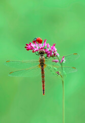 Macro shots, Beautiful nature scene dragonfly.   