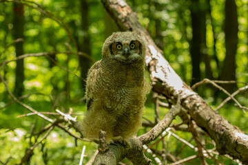 Young great horned owl, in state park. The young owl, which left the nest prematurely, hides on the ground.