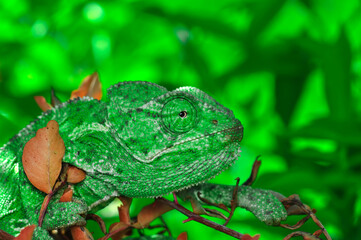Macro shots, Beautiful nature scene green chameleon 