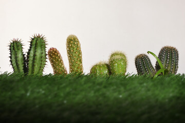 Cactus plant on green grasses background. Indoor plant concept and natural background idea