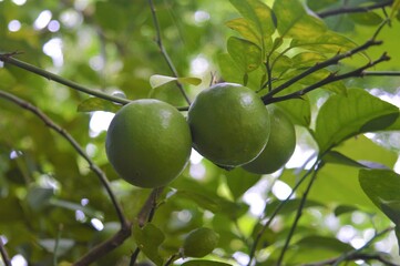 green Lime on tree