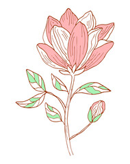 Magnolia tropical flower blossom isolated on a white background. Hand drawing pastel pink botanical vector illustration.