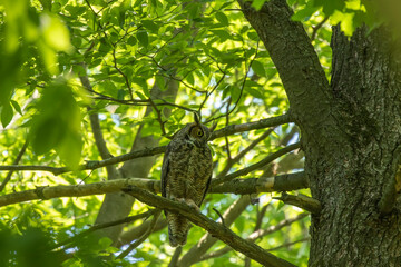 Female Great horned owl  watches its young that have left the nest