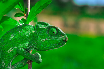 Macro shots, Beautiful nature scene green chameleon 