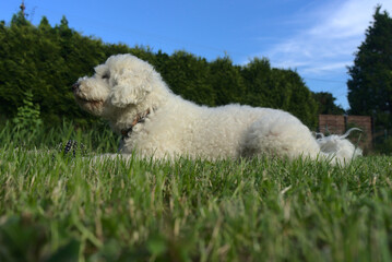 dog on grass © iKosa