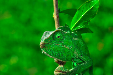 Macro shots, Beautiful nature scene green chameleon 